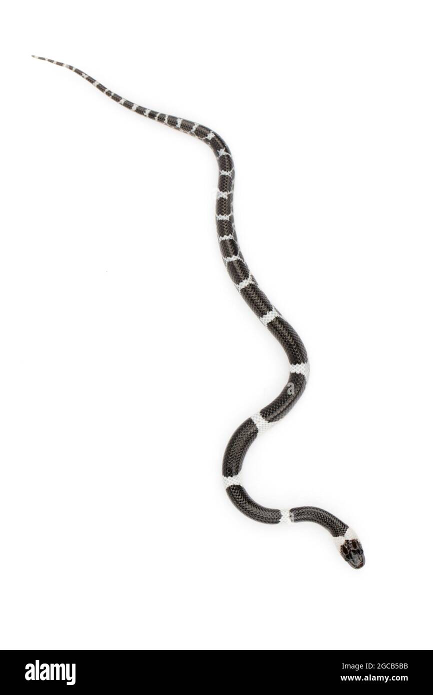 Immagine di piccolo serpente (Lycodon laoensis) su sfondo bianco., rettile,. Animali Foto Stock