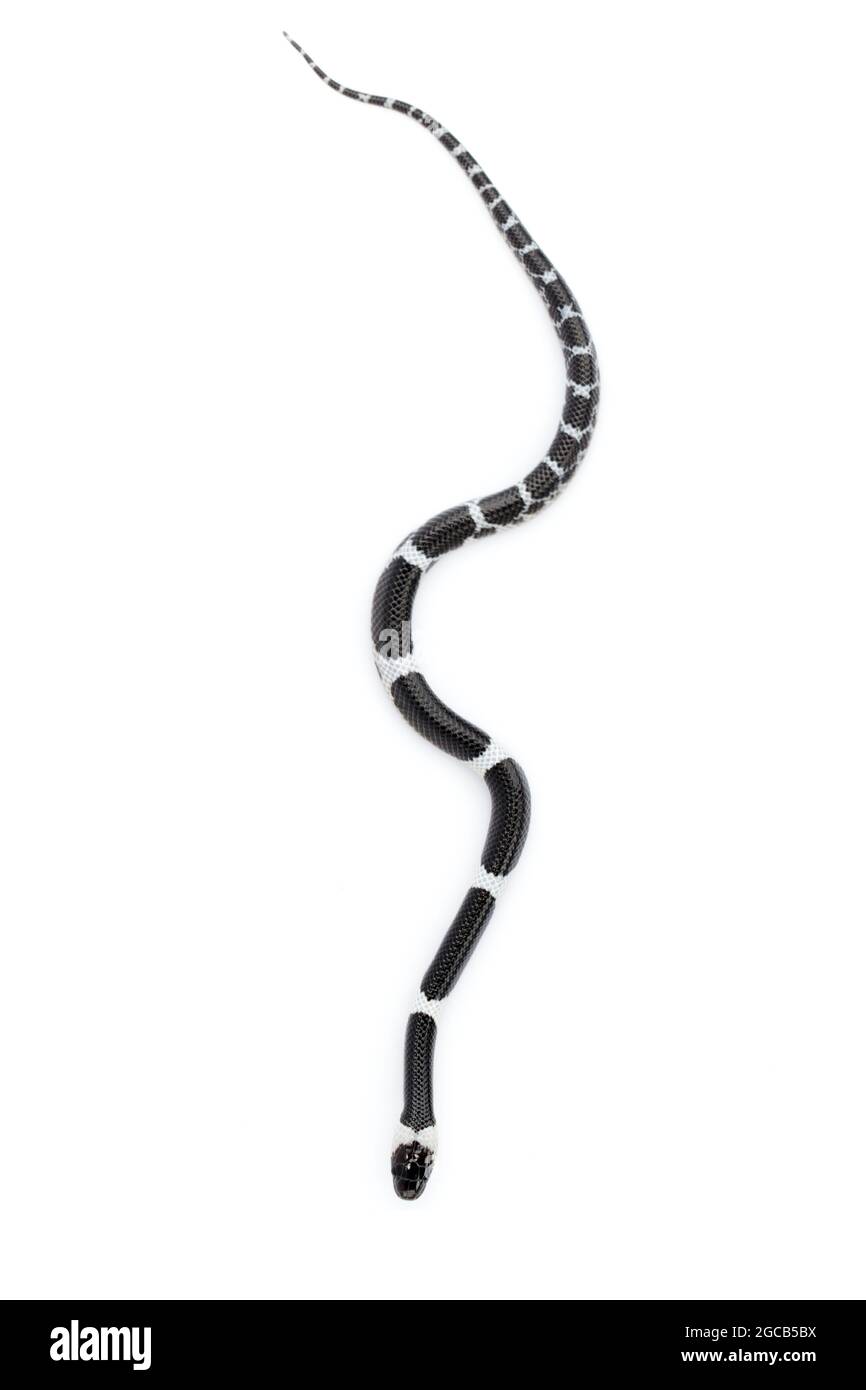 Immagine di piccolo serpente (Lycodon laoensis) su sfondo bianco., rettile,. Animali Foto Stock