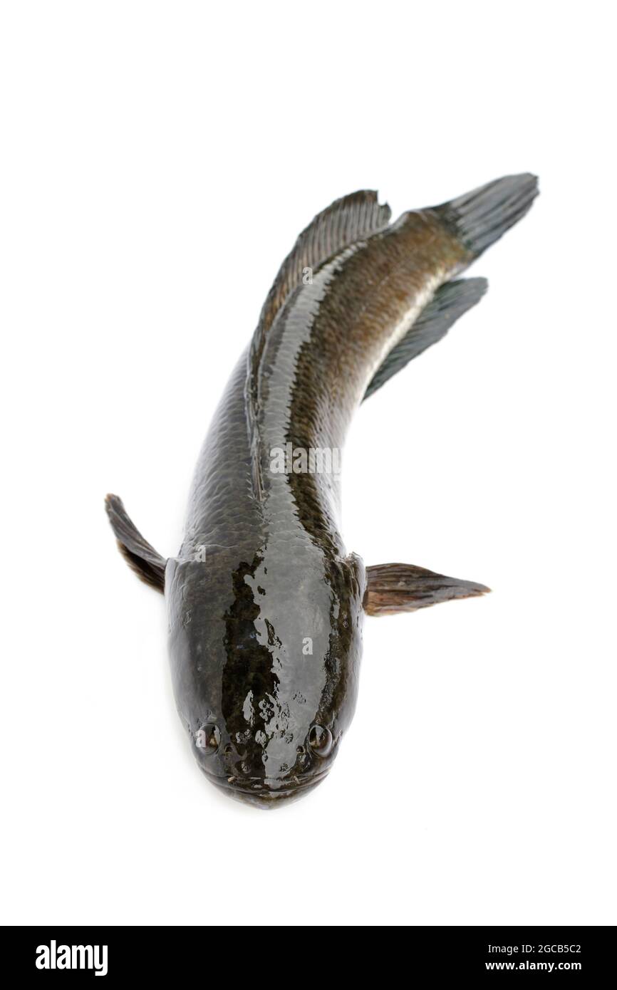 Immagine di pesci di testa di serpente a strisce isolati su sfondo bianco,. Animali acquatici. Foto Stock