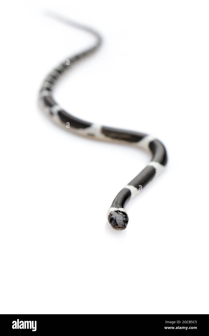 Immagine di piccolo serpente (Lycodon laoensis) su sfondo bianco., rettile,. Animali Foto Stock