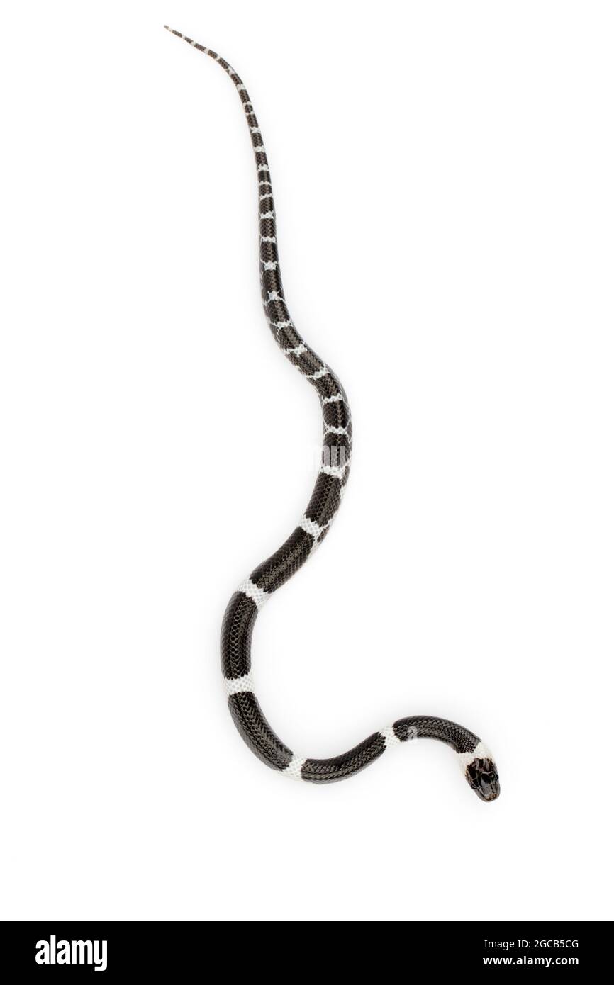 Immagine di piccolo serpente (Lycodon laoensis) su sfondo bianco., rettile,. Animali Foto Stock