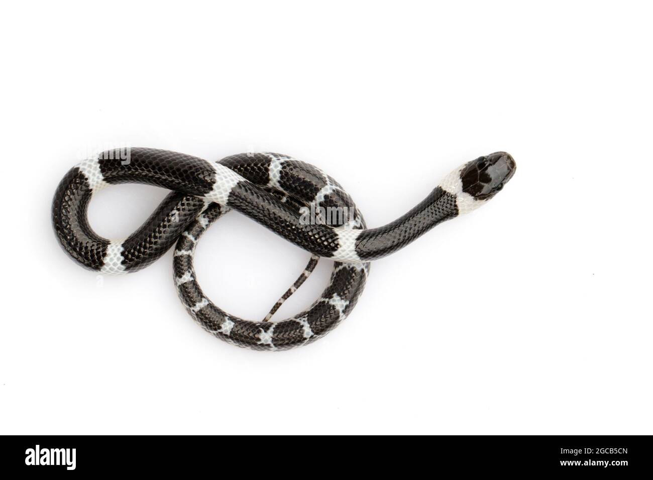 Immagine di piccolo serpente (Lycodon laoensis) su sfondo bianco., rettile,. Animali Foto Stock