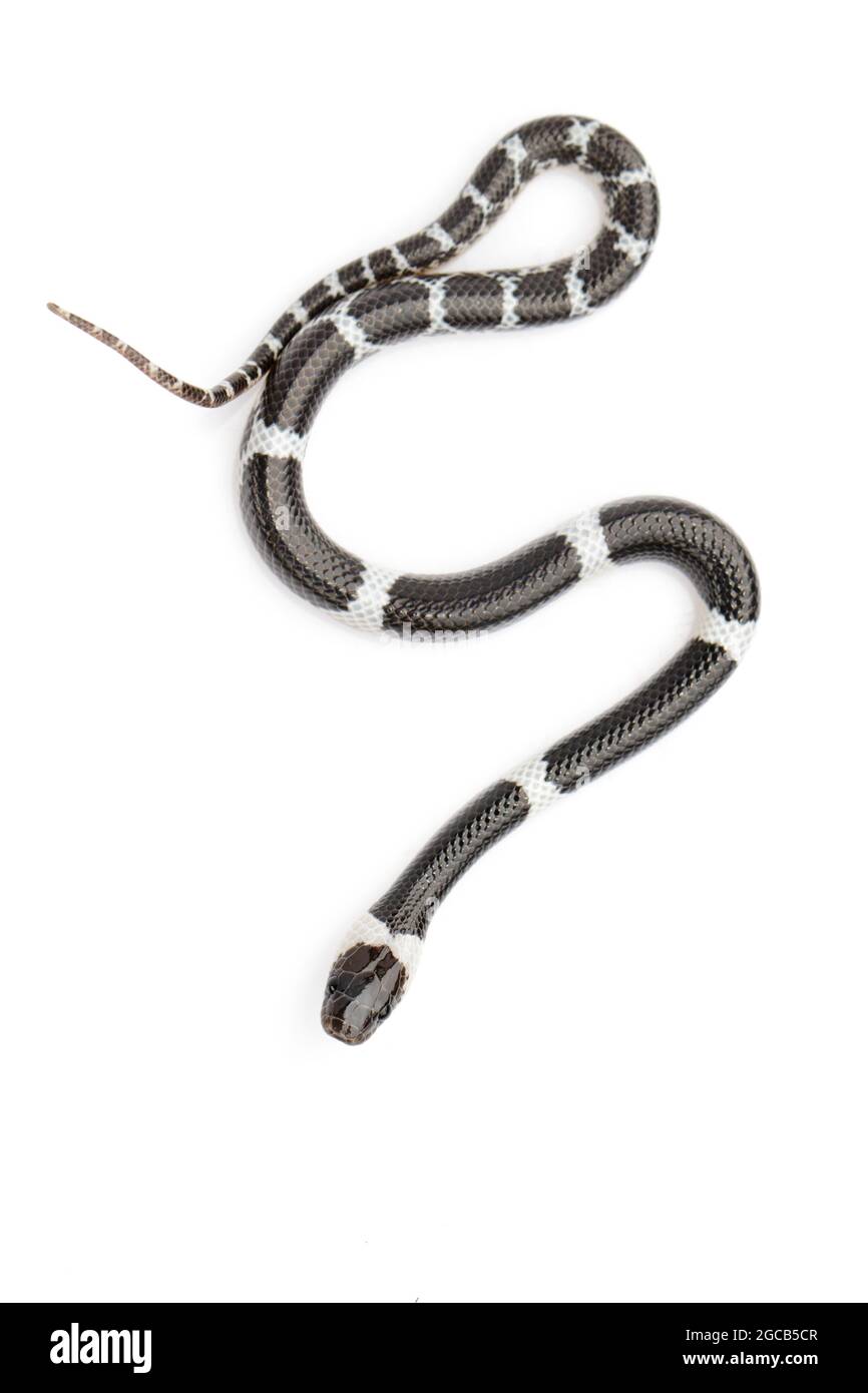 Immagine di piccolo serpente (Lycodon laoensis) su sfondo bianco., rettile,. Animali Foto Stock