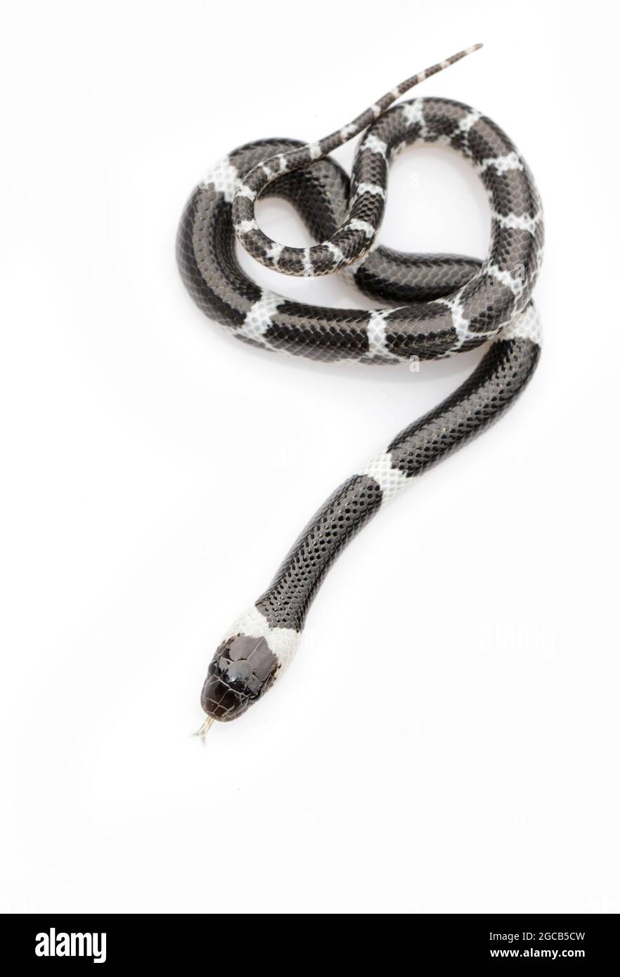 Immagine di piccolo serpente (Lycodon laoensis) su sfondo bianco., rettile,. Animali Foto Stock