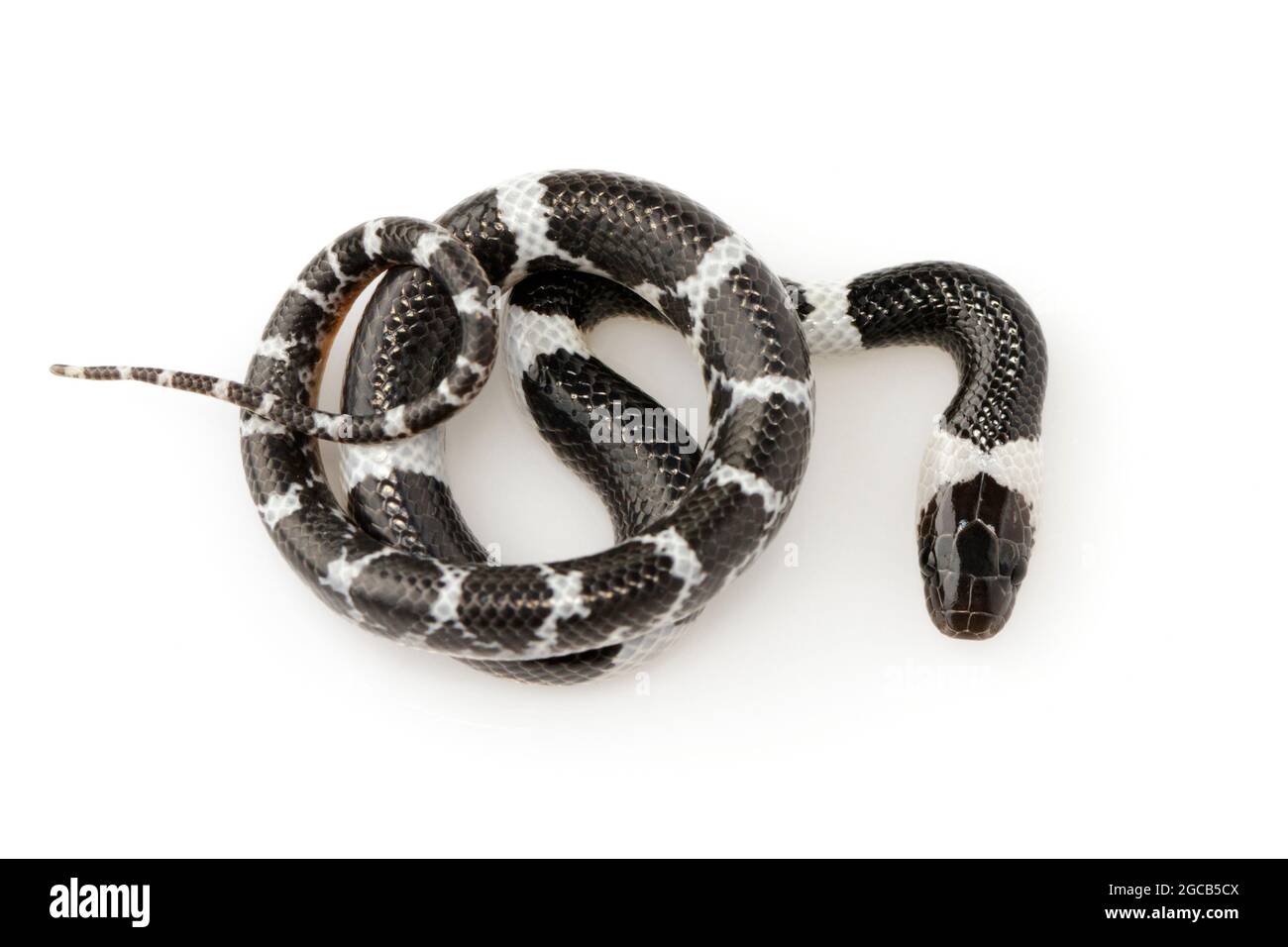 Immagine di piccolo serpente (Lycodon laoensis) su sfondo bianco., rettile,. Animali Foto Stock