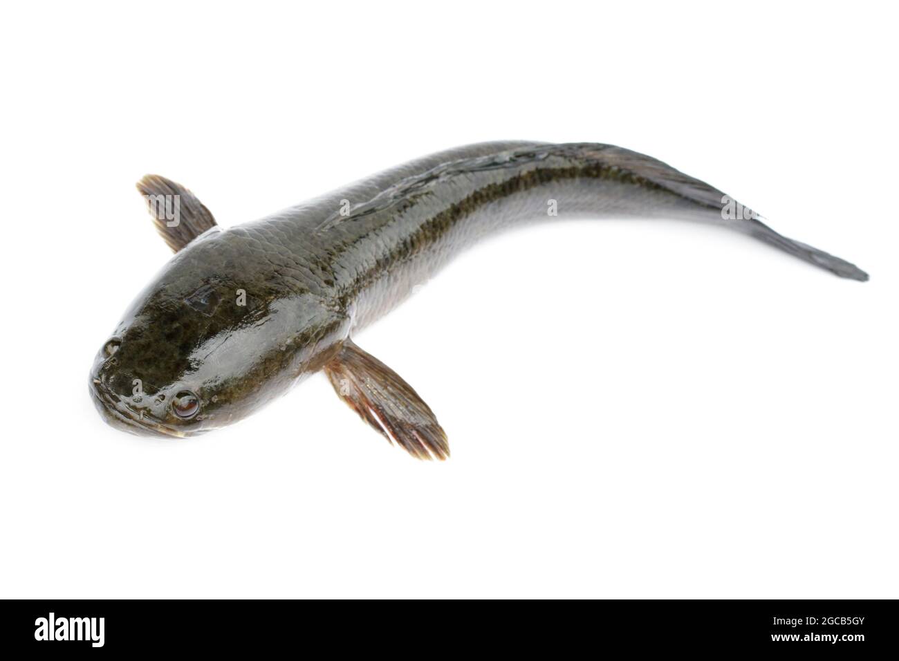 Immagine di pesci di testa di serpente a strisce isolati su sfondo bianco,. Animali acquatici. Foto Stock