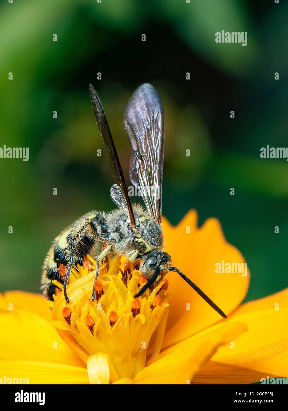 Immagine di Beewolf o Beewolves (Philanthus) su fiore giallo su sfondo naturale. Sono cacciatori di api o vespe di ape-killer., insetto. Animale. Foto Stock