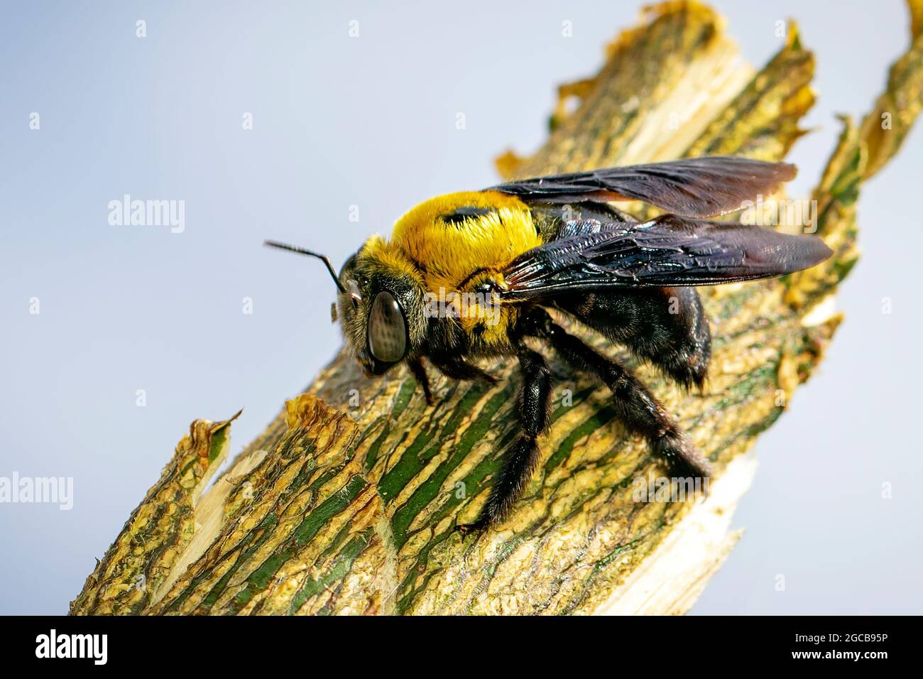 Immagine della bee gialla del carpentiere (latipi di Xylocopa) sui rami su uno sfondo naturale. Insetto. Animale. Foto Stock