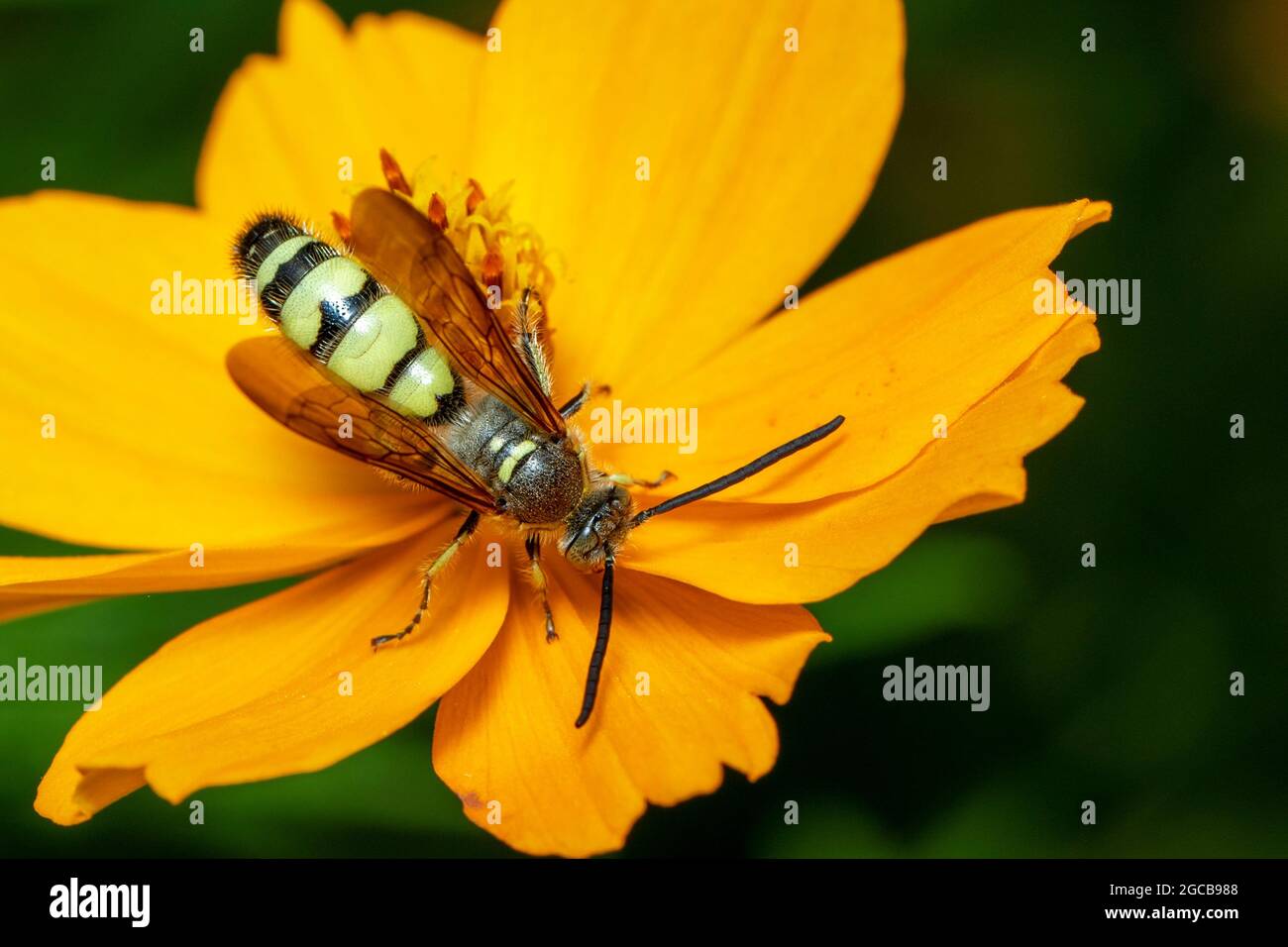 Immagine di Beewolf o Beewolves (Philanthus) su fiore giallo su sfondo naturale. Sono cacciatori di api o vespe di ape-killer., insetto. Animale. Foto Stock