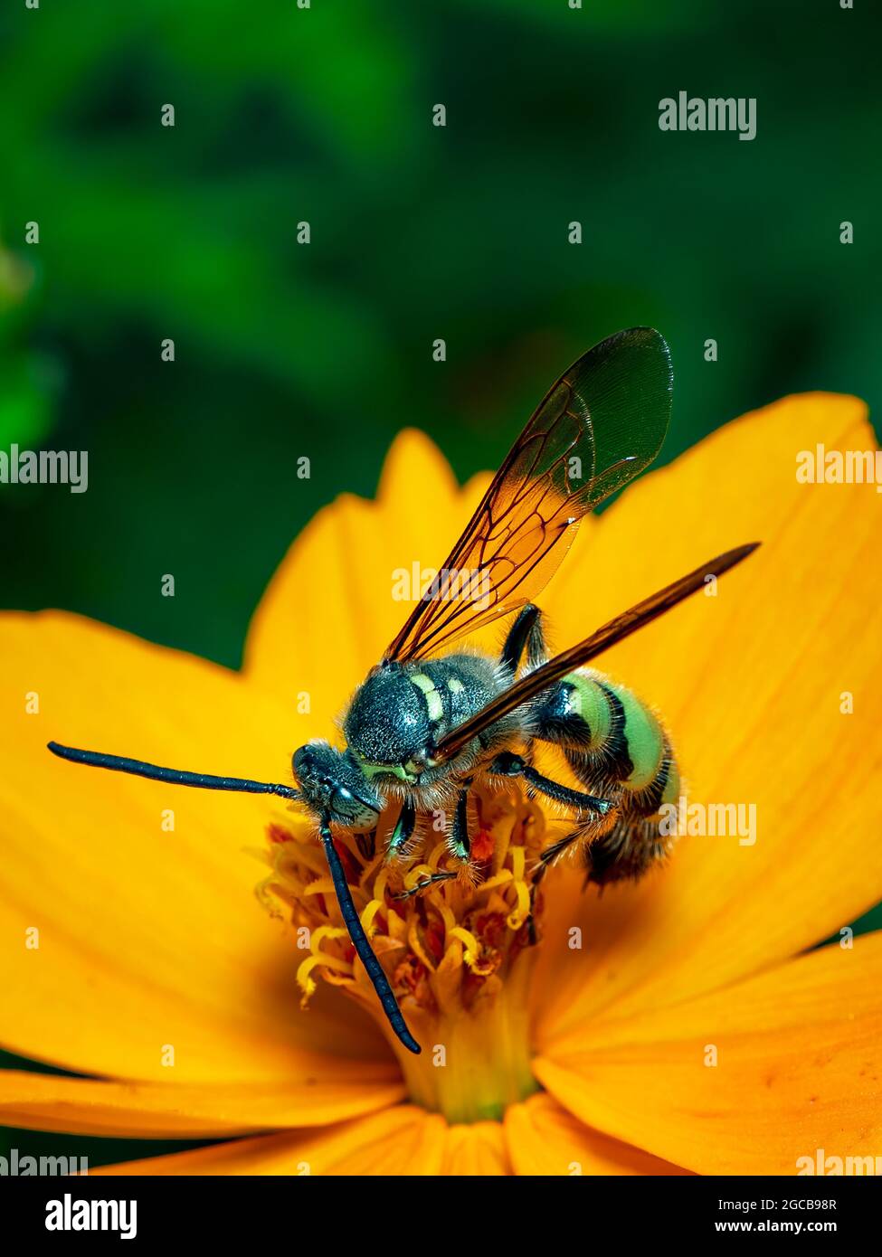 Immagine di Beewolf o Beewolves (Philanthus) su fiore giallo su sfondo naturale. Sono cacciatori di api o vespe di ape-killer., insetto. Animale. Foto Stock