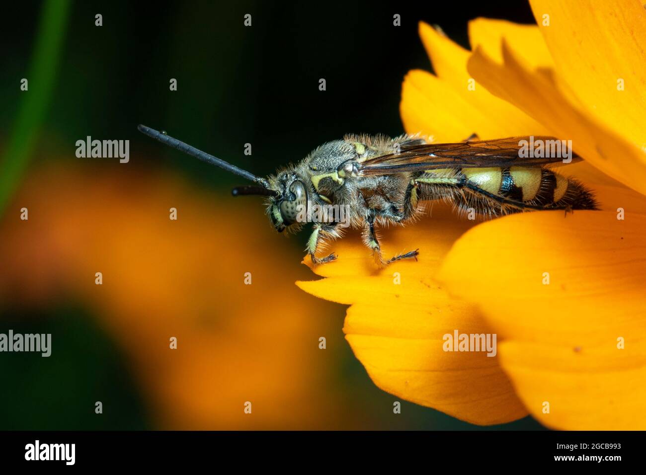 Immagine di Beewolf o Beewolves (Philanthus) su fiore giallo su sfondo naturale. Sono cacciatori di api o vespe di ape-killer., insetto. Animale. Foto Stock