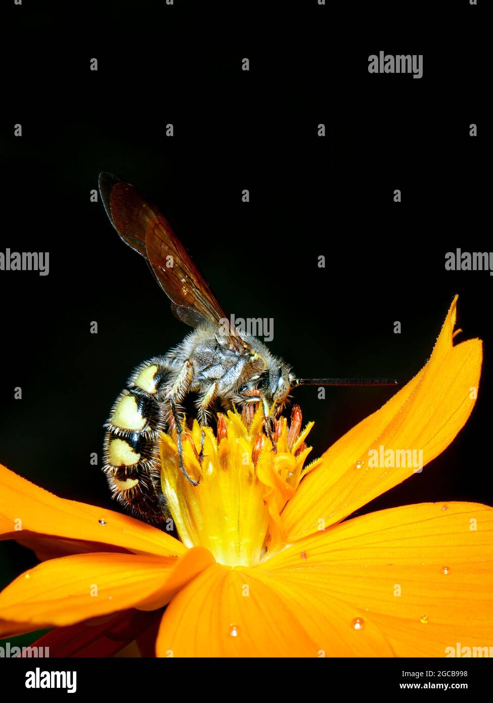Immagine di Beewolf o Beewolves (Philanthus) su fiore giallo su sfondo naturale. Sono cacciatori di api o vespe di ape-killer., insetto. Animale. Foto Stock