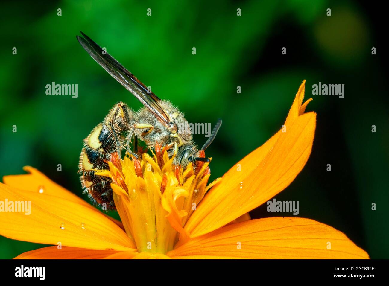 Immagine di Beewolf o Beewolves (Philanthus) su fiore giallo su sfondo naturale. Sono cacciatori di api o vespe di ape-killer., insetto. Animale. Foto Stock