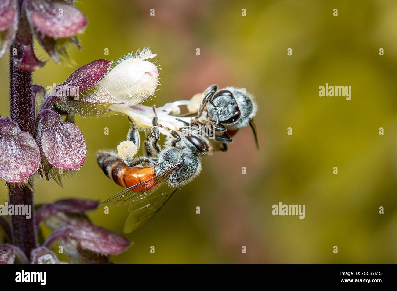 Immagine dell'ape o dell'ape nana (Apis florea) che succhia il nettare sul polline del fiore sullo sfondo naturale. Insetto. Animale. Foto Stock