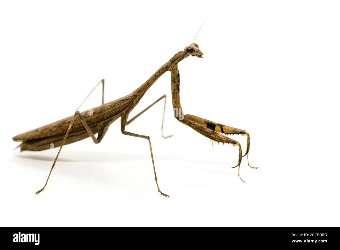 Immagine della mantis in preghiera (Stagmomantis carolina) su sfondo bianco. Insetto. Animale Foto Stock