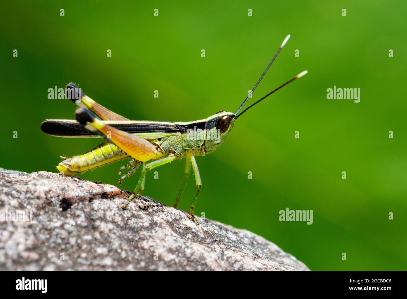 Immagine di una locusta bianca con punta di canna da zucchero (Ceracris fasciata) su una roccia. Insetto. Animale. Caelifera., Acrididae Foto Stock
