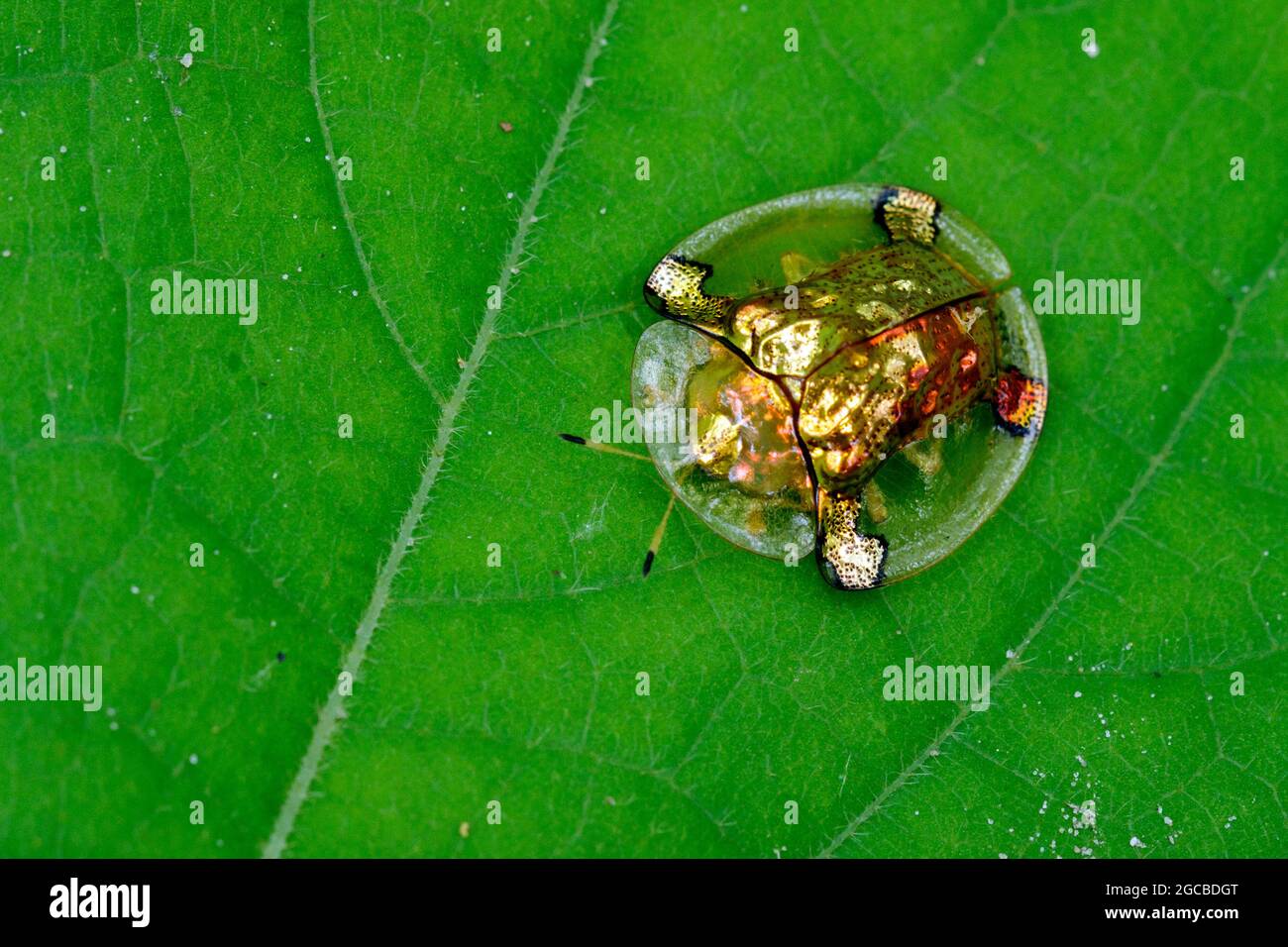Immagine di scarabajo tortuga de oro (Escarabajo tortuga) su foglie verdi. Animale di insetto Foto Stock