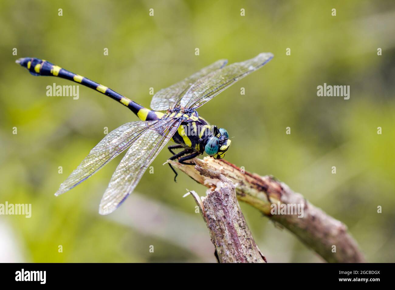 Immagine di gomphidae libellula (Ictinogomphus Decoratus) su rami secchi. Insetto. Animale Foto Stock