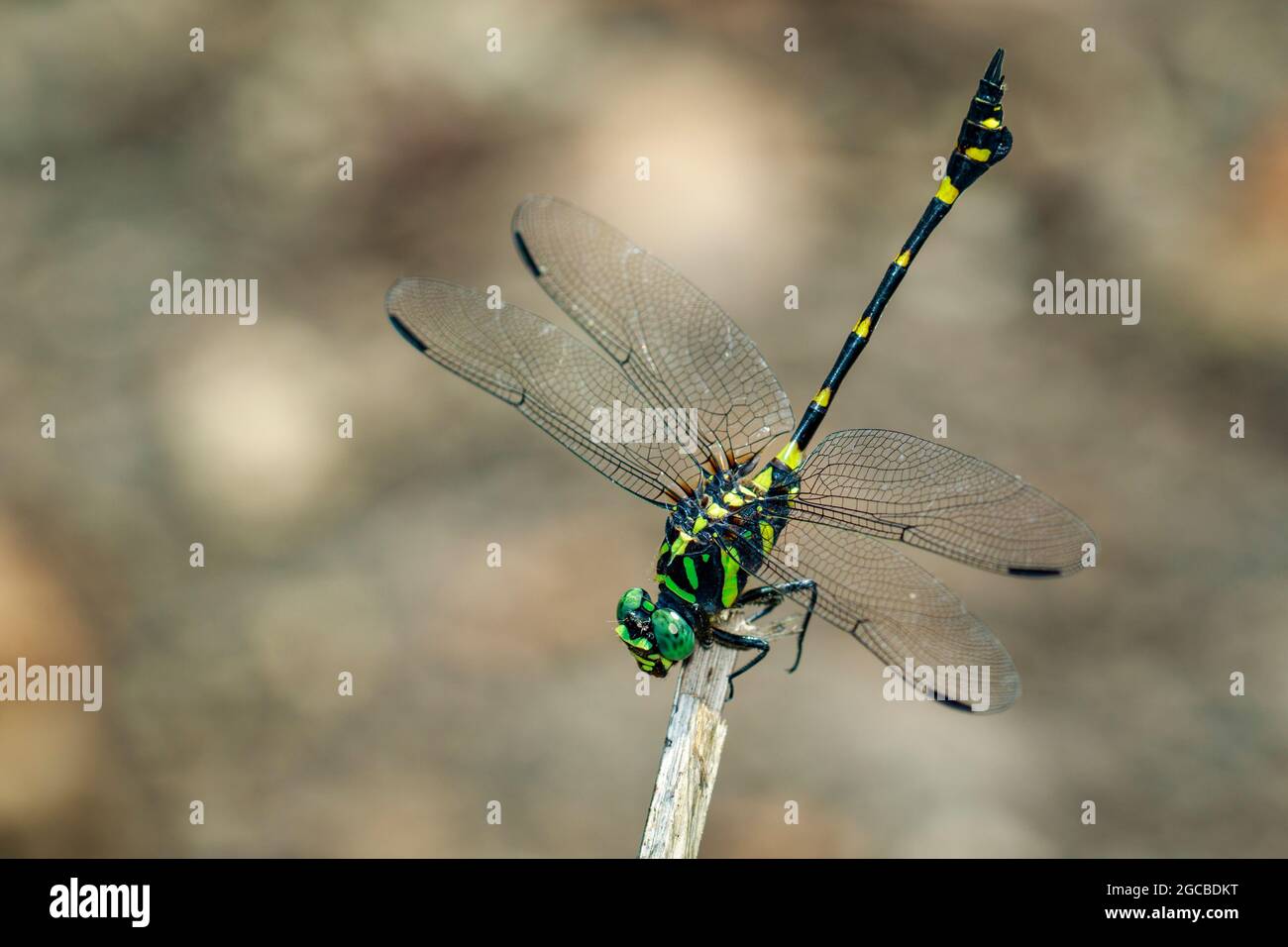Immagine di gomphidae libellula (Ictinogomphus Decoratus) su rami secchi. Insetto. Animale Foto Stock