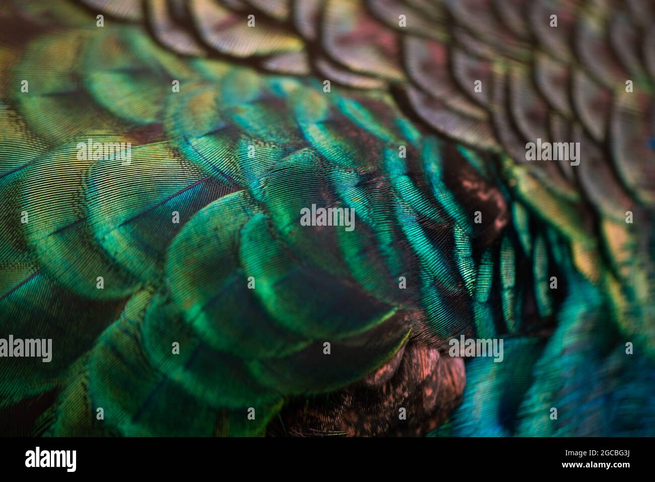 Primo piano delle piume di pavone .Macro piuma blu, piuma, uccello, animale. Fotografia macro. Foto Stock