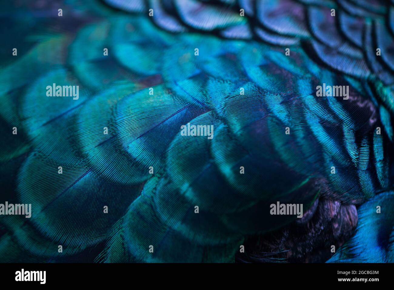Primo piano delle piume di pavone .Macro piuma blu, piuma, uccello, animale. Fotografia macro. Foto Stock