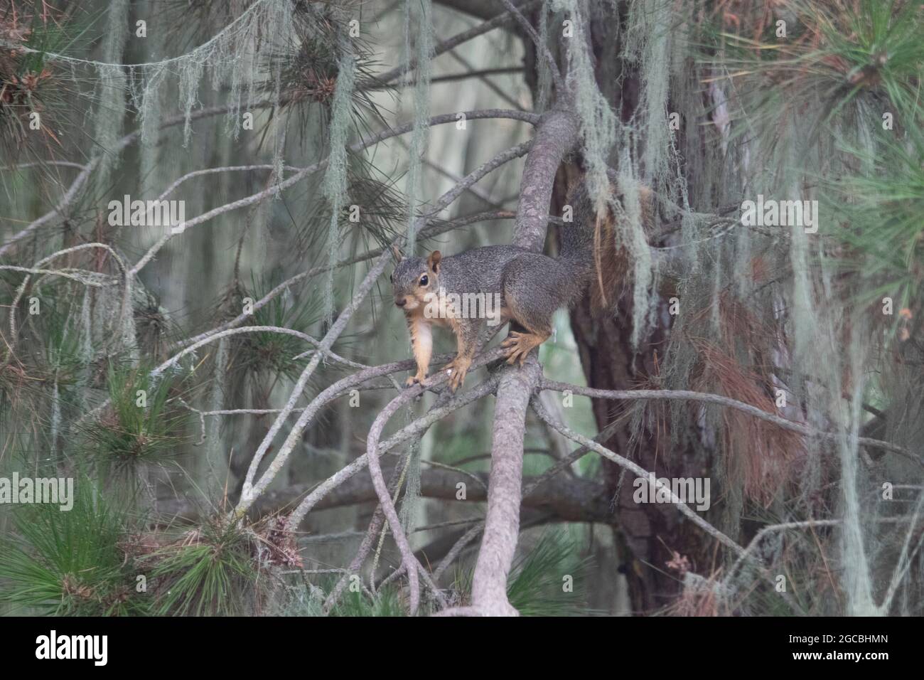 Eastern Fox Squirrel in pausa su un ramo di albero. Foto Stock