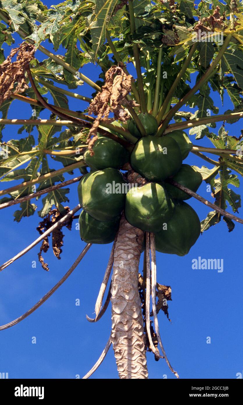 FRUTTO DI PAPAYA VERDE (CARICA PAPAYA) CONOSCIUTO ANCHE COME MELONE D'ALBERO CHE MATURA SULL'ALBERO, QUEENSLAND, AUSTRALIA. Foto Stock