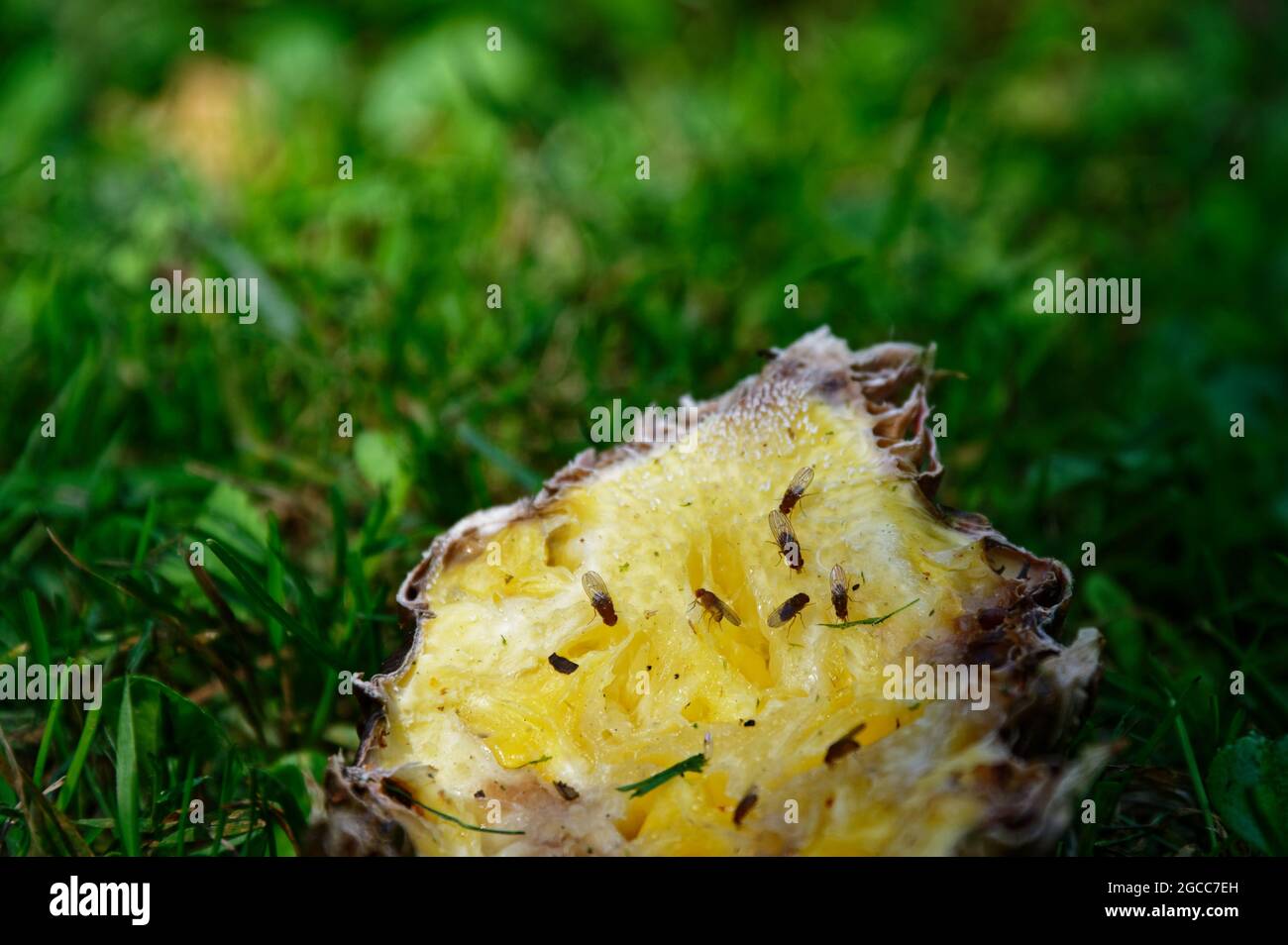 Le mosche di frutta si riuniscono sulla pelle di ananas scartata sull'erba Foto Stock