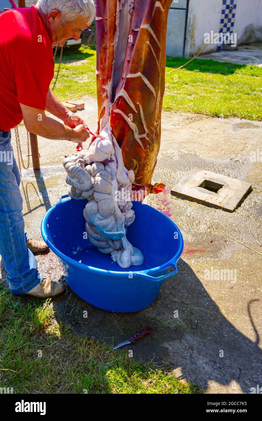 Aradac, Vojvodina, Serbia - 21 maggio 2016: Il macellaio rimuove gli intestini, le frattaglie dalle carceri del maiale con un coltello e li mette in una grande plastica Foto Stock