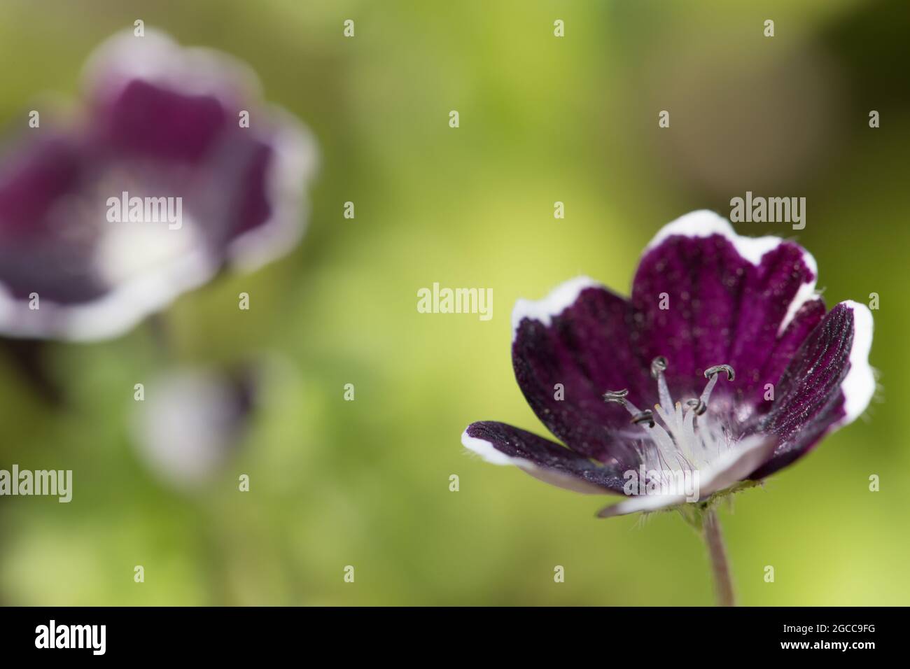 Baby blue eyes (Nemophila menziesii 'Penny Black') Foto Stock