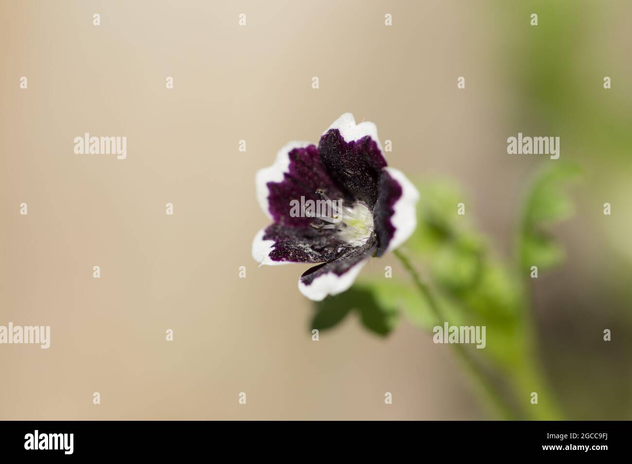 Baby blue eyes (Nemophila menziesii 'Penny Black') Foto Stock