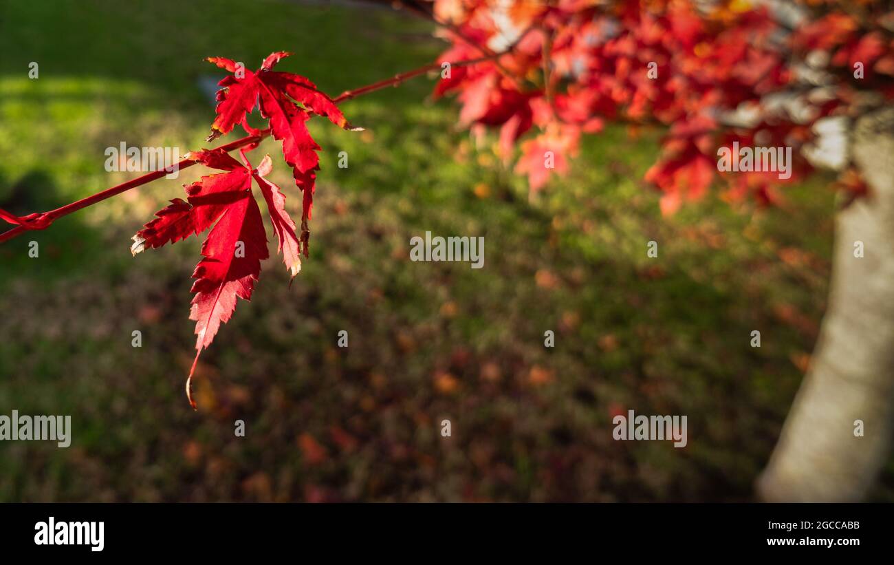 Foglia rossa d'autunno che splende alla luce del sole del mattino Foto Stock