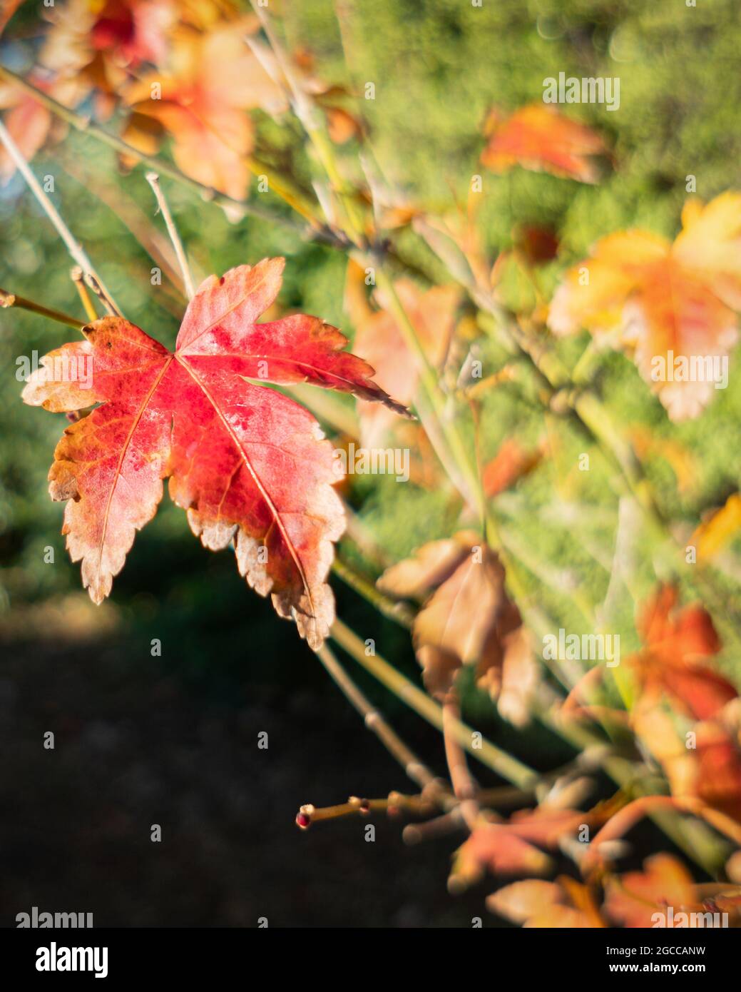 Foglia d'autunno brillante con sfondo naturale, formato verticale Foto Stock