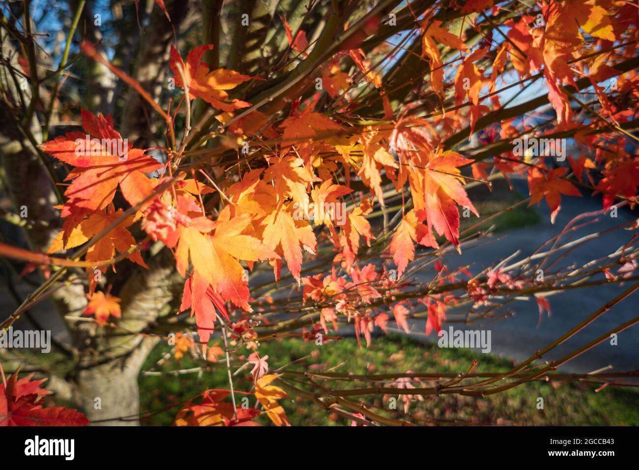 Foglie rosse d'autunno che brillano alla luce del sole del mattino Foto Stock