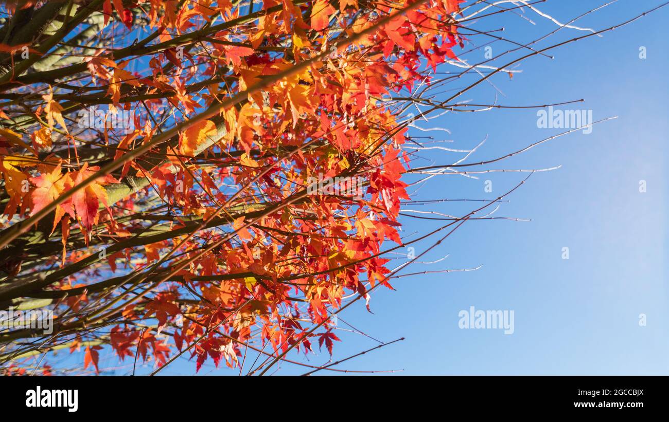 Autunno foglie rosse contro il cielo blu Foto Stock