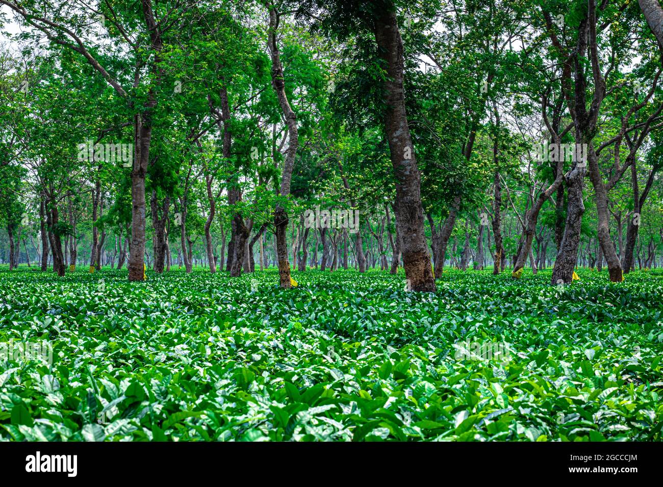 il paesaggio del giardino del tè con molti alberi al giorno da angolo piatto Foto Stock