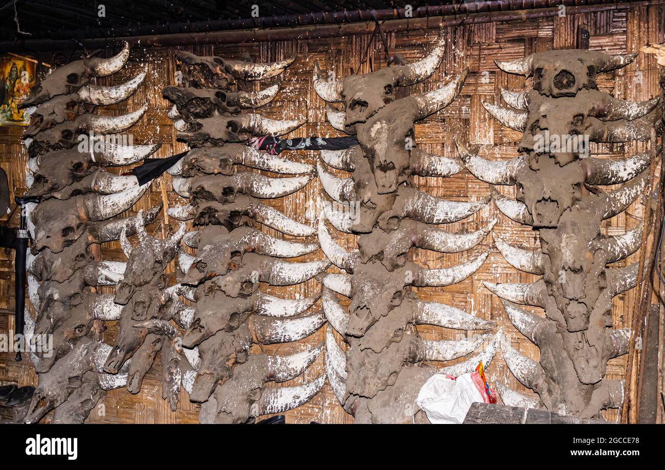 Le teste sacrificate dello scheletro animale presso l'autentica casa tribale da un'immagine ad angolo piatto sono prese a ziro arunachal pradesh india. Foto Stock