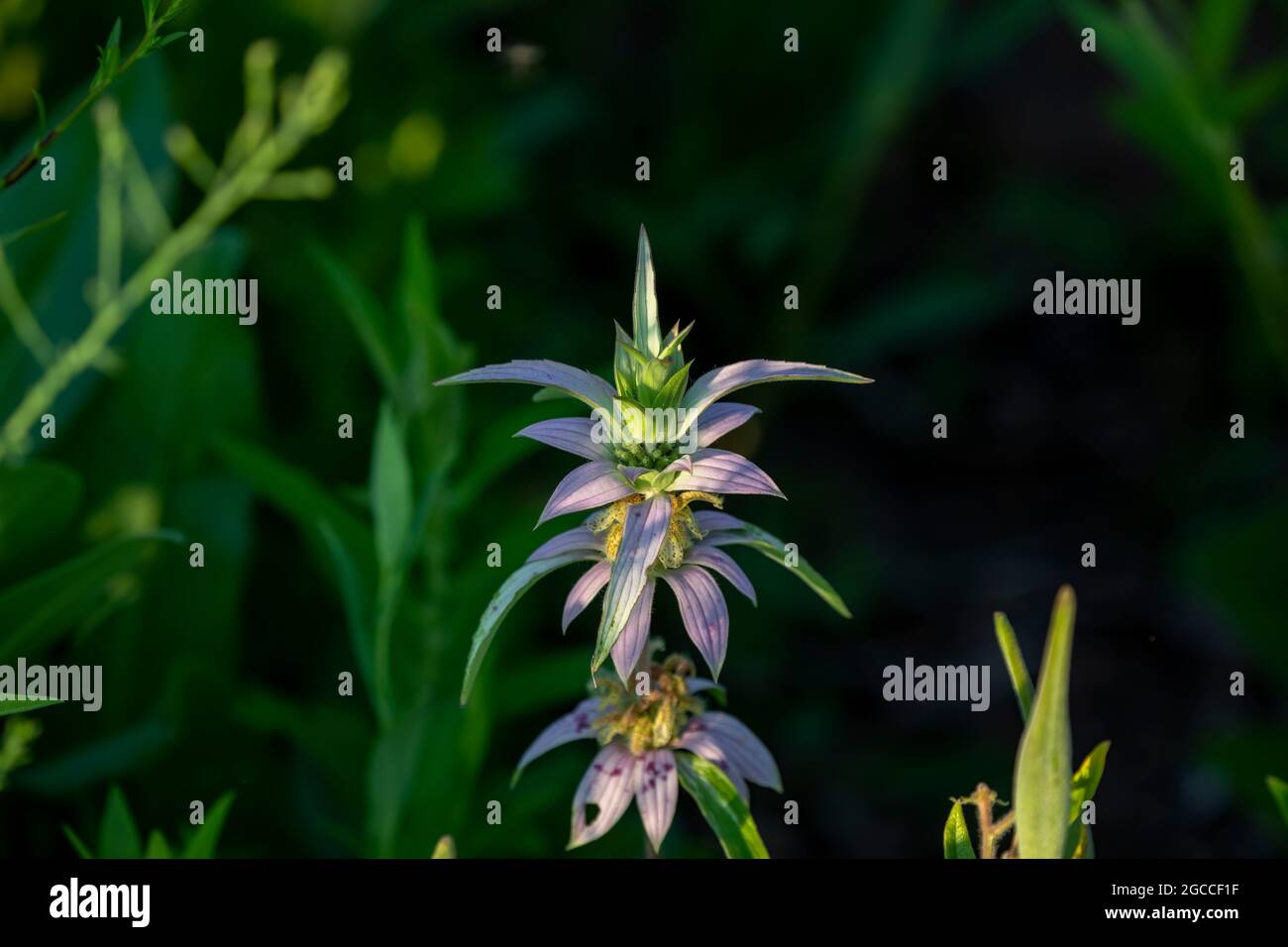 Il nome comune avvistò beebalm e caverna (Monarda punctata ). Fiori nativi Americani. Foto Stock