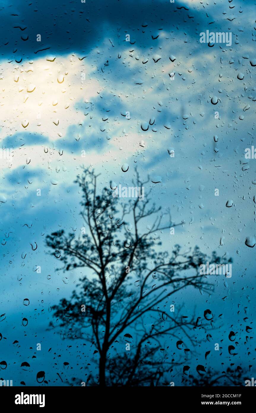 alberi dietro un bicchiere con gocce di pioggia Foto Stock
