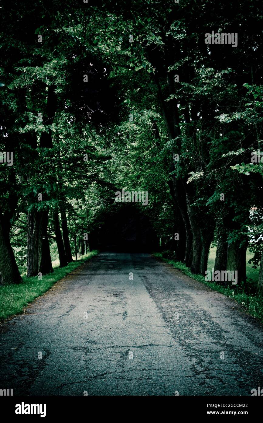 strada fiancheggiata da alberi che entrano nel buio Foto Stock