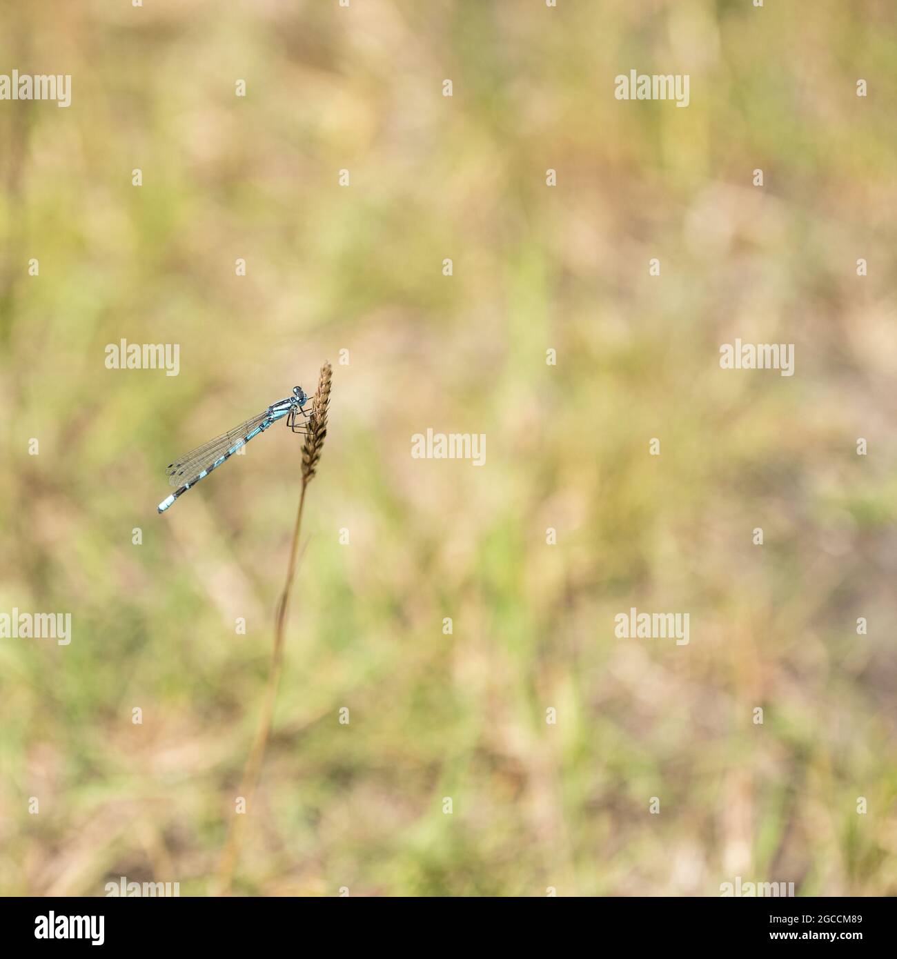 Comune Blue Damselfly (Enallagma cyathigerum), Regno Unito Foto Stock