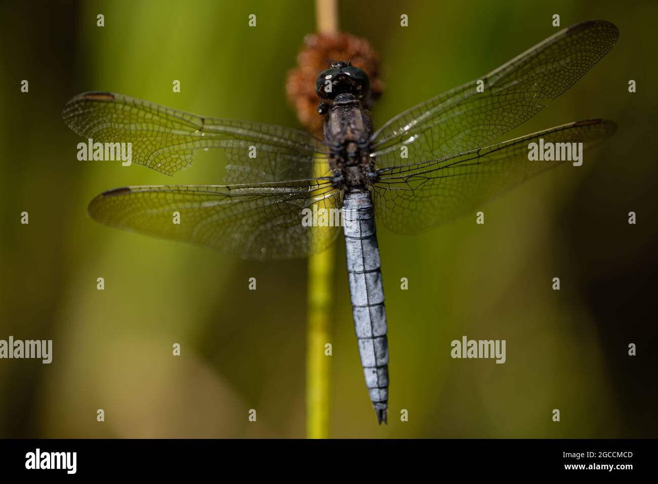 Blue Chaser o scarce Chaser Dragonfly (Libellula fulva), Regno Unito Foto Stock