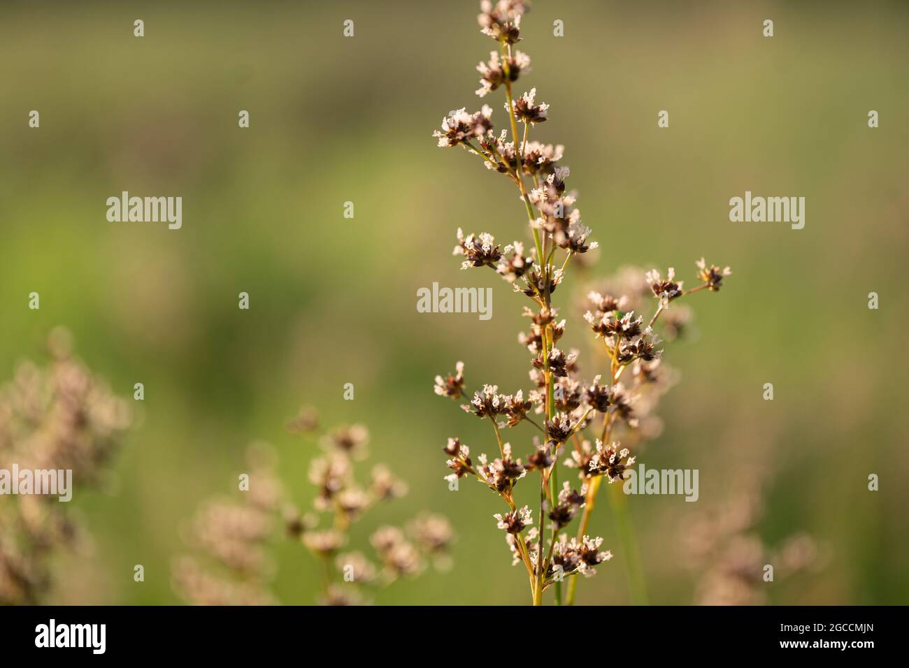 Delicati picchi di fiori selvatici con una messa a fuoco morbida e sfondo naturale sfocato Foto Stock
