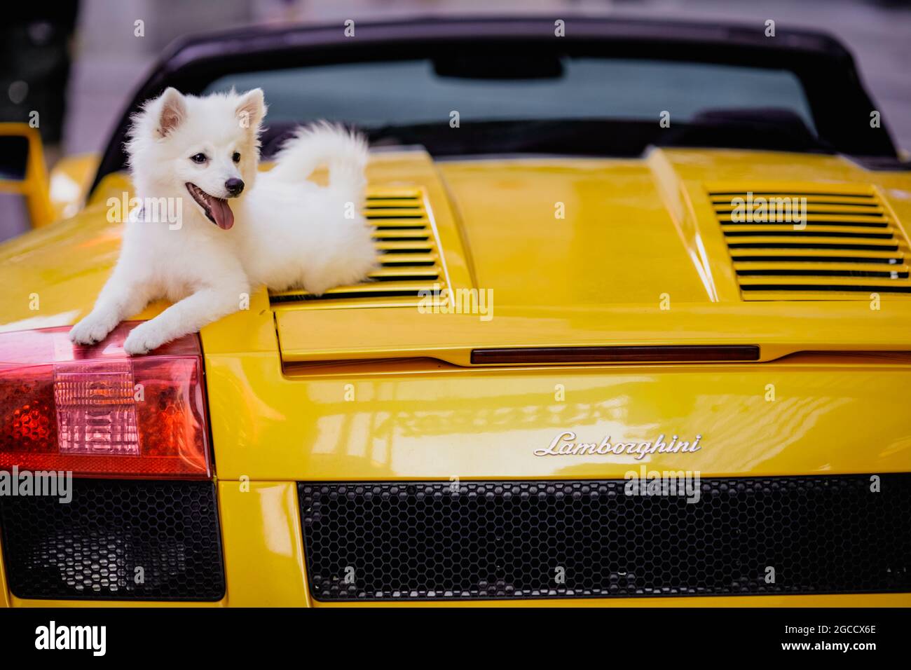 Bucarest, Romania - 7 agosto 2021: Piccolo cane bianco sulla cima di una gialla convertibile Lamborghini auto sportiva. Foto Stock