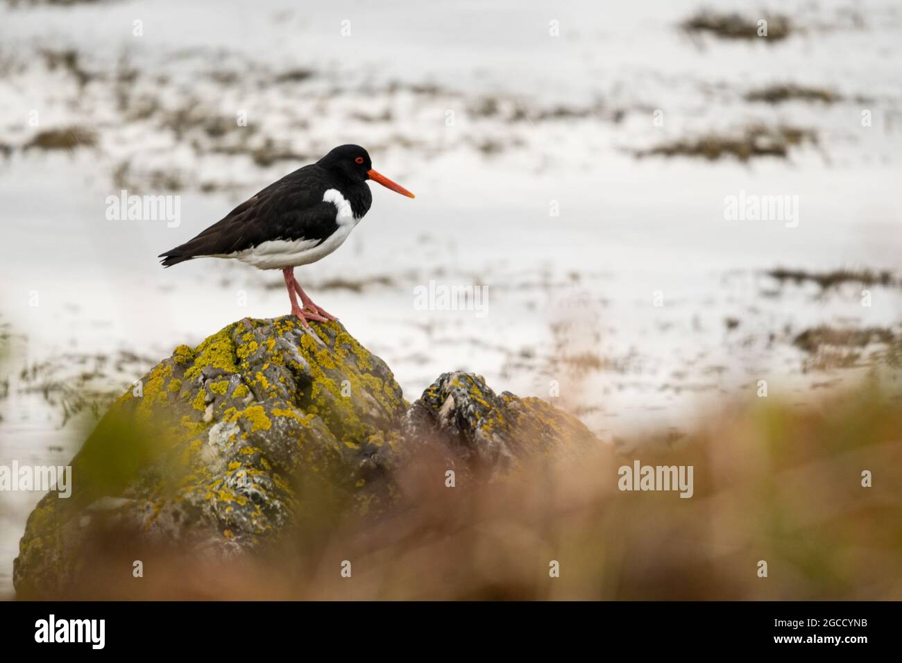 Oystercatcher arroccato su rocce ricoperte di licheni lungo la costa scozzese Foto Stock