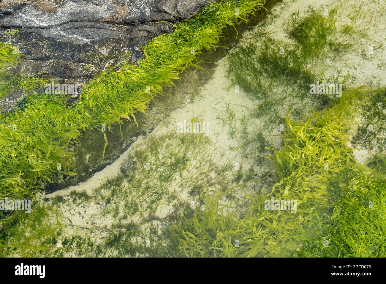 Animate alghe verdi che coprono le rocce nella piscina con maree sulla costa dell'isola scozzese Foto Stock