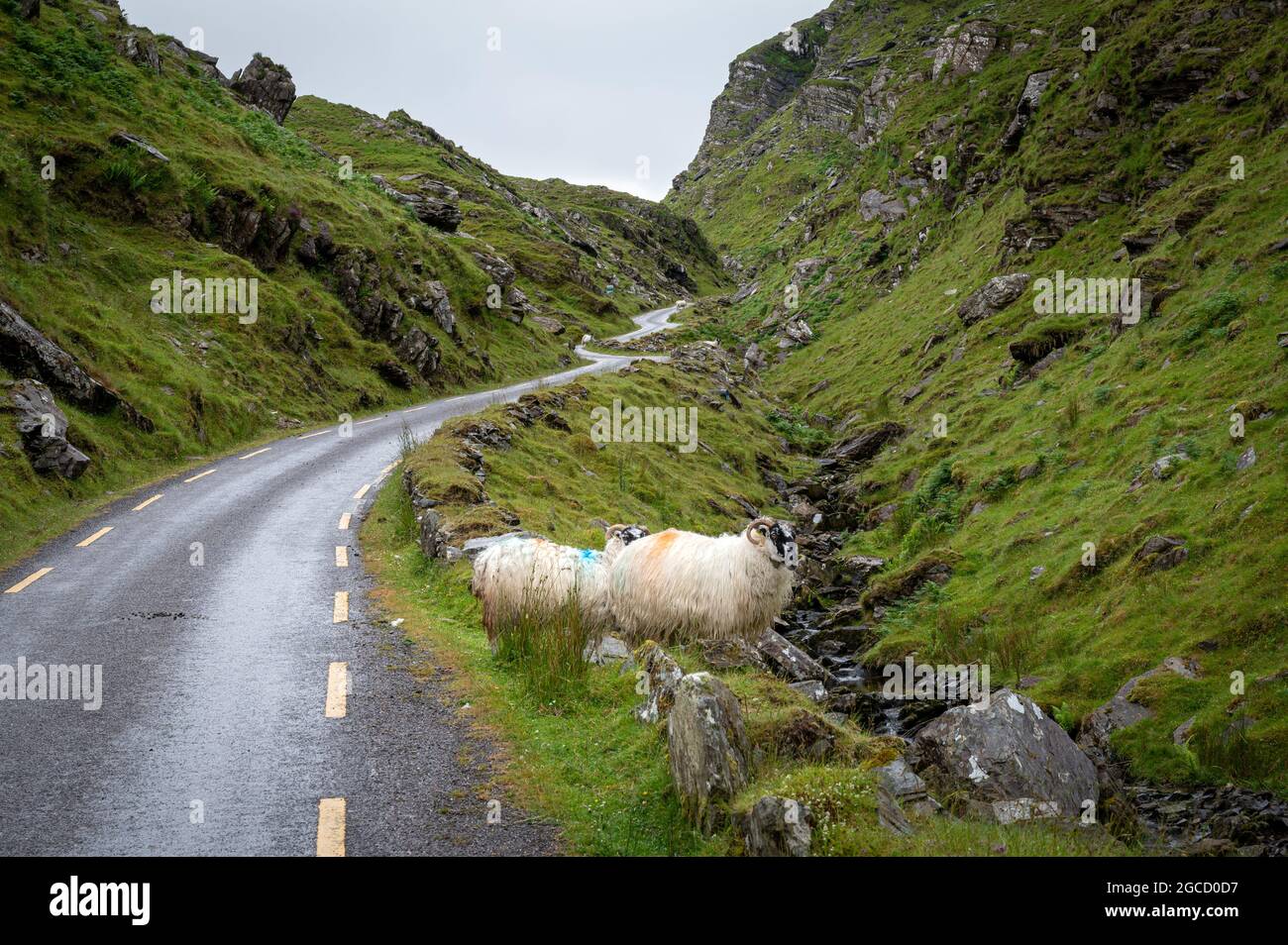 Pecore sulla strada di Ballaghbeama Gap nella contea di Kerry Irlanda Foto Stock