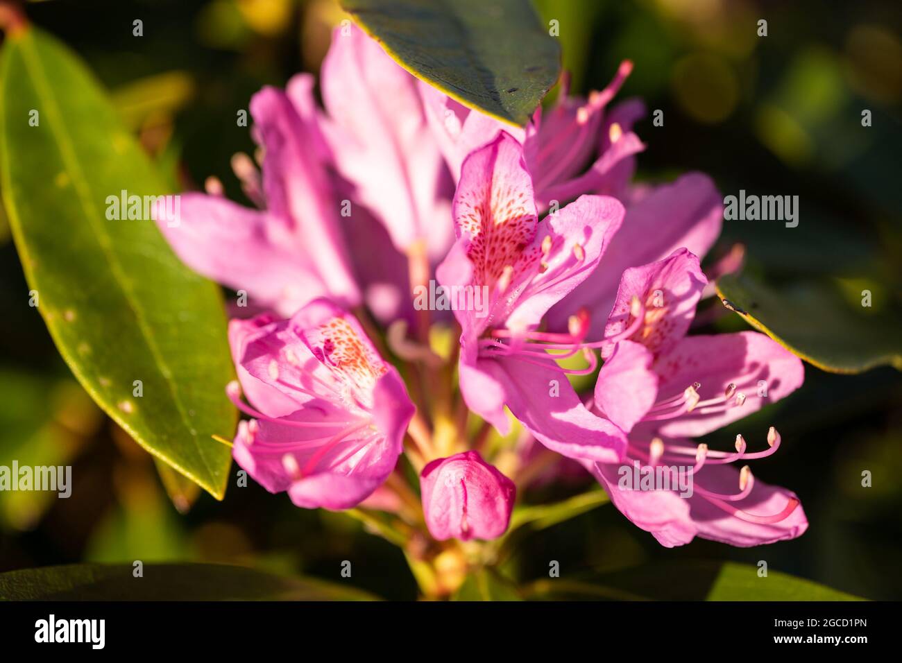 Fiori di rododendro rosa che fioriscono alla luce naturale del sole sull'Isola di Carna Foto Stock