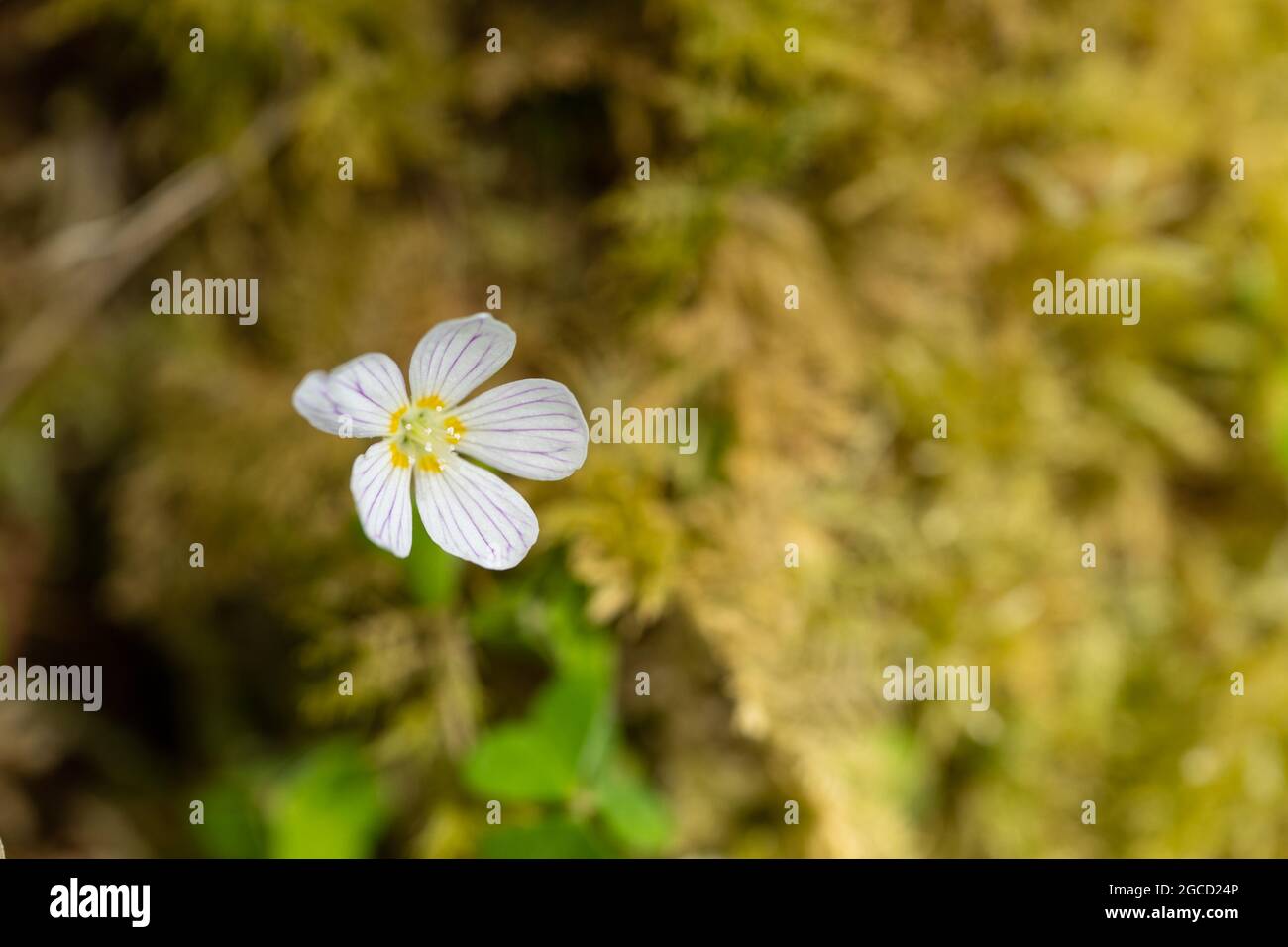 Delicato fiore selvatico bianco con vene viola che fioriscono nell'habitat naturale dell'isola scozzese Foto Stock