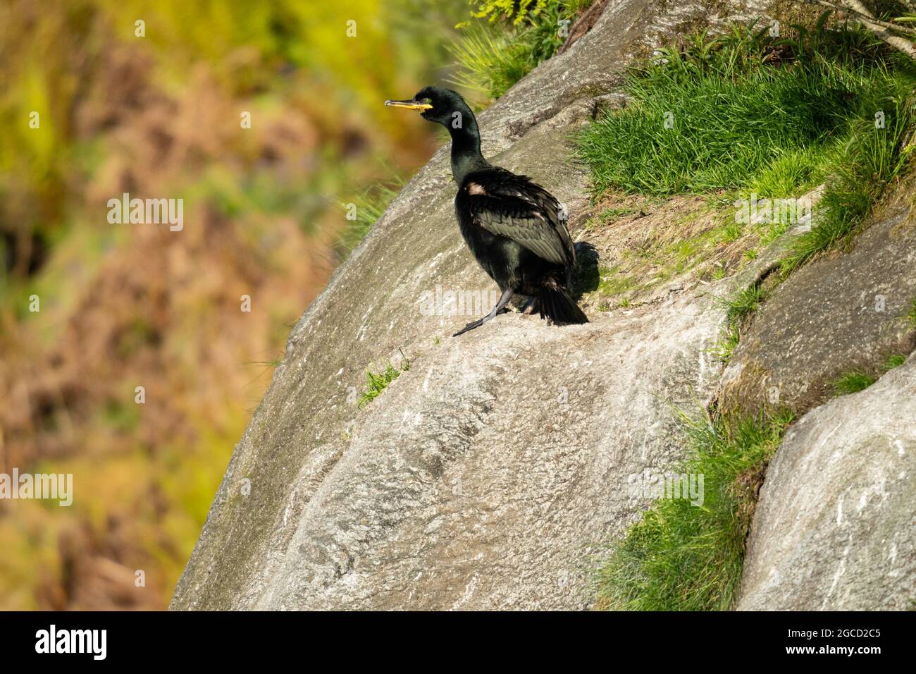 Cormorano arroccato su una scogliera rocciosa con muschio ed erba sull'isola di Carna, Scozia Foto Stock